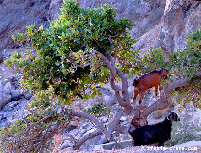 Photo report of a trip around Sfakia, September - October 2007